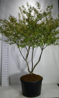 Amelanchier lamarckii