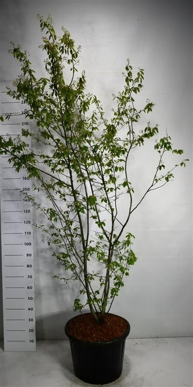 Amelanchier lamarckii