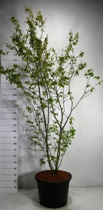 Amelanchier lamarckii