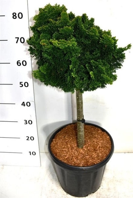 Chamaecyparis o. 'Nana Gracilis'