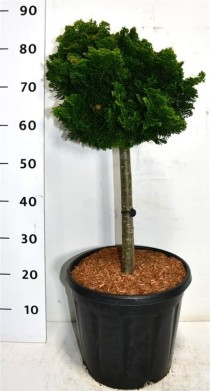 Chamaecyparis o. 'Nana Gracilis'