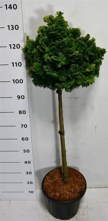 Chamaecyparis o. 'Nana Gracilis'