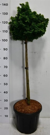 Chamaecyparis o. 'Nana Gracilis'