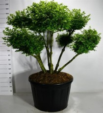 Euonymus alat. 'Compactus'