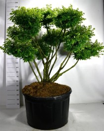 Euonymus alat. 'Compactus'