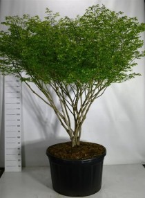 Euonymus alat. 'Compactus'