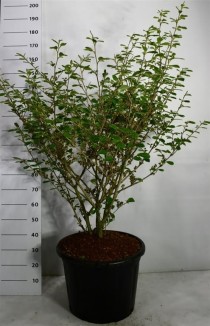 Hamamelis int. 'Arnold Promise'