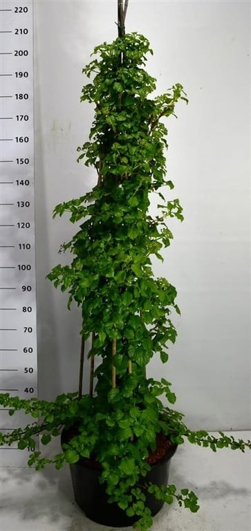 Hydrangea petiolaris