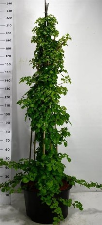 Hydrangea petiolaris