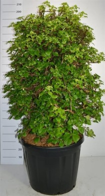 Hydrangea petiolaris