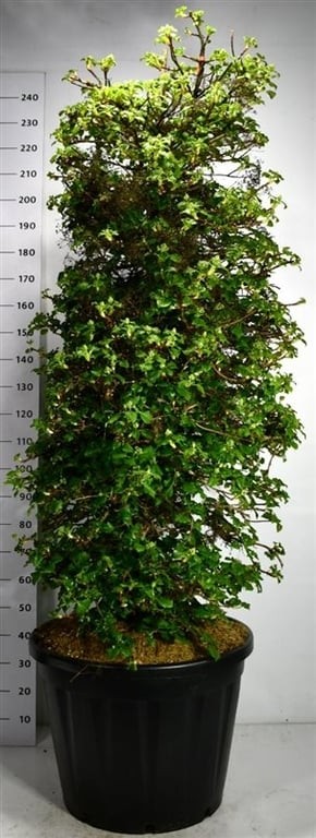 Hydrangea petiolaris