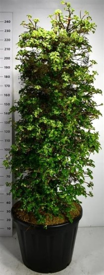 Hydrangea petiolaris