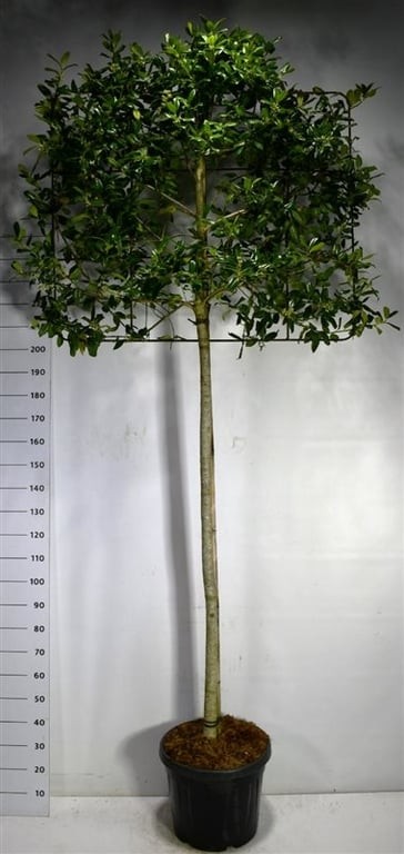 Ilex 'Nellie R. Stevens'