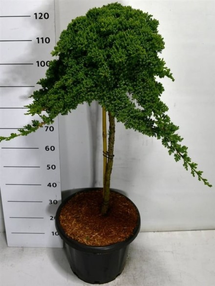 Juniperus procumbens 'Nana'