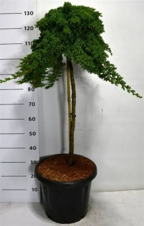 Juniperus procumbens 'Nana'