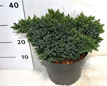 Juniperus squamata 'Blue Star'