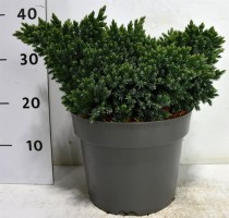 Juniperus squamata 'Blue Star'