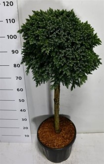 Juniperus squamata 'Blue Star'