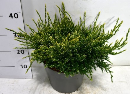Juniperus squamata 'Holger'