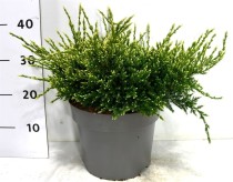 Juniperus squamata 'Holger'