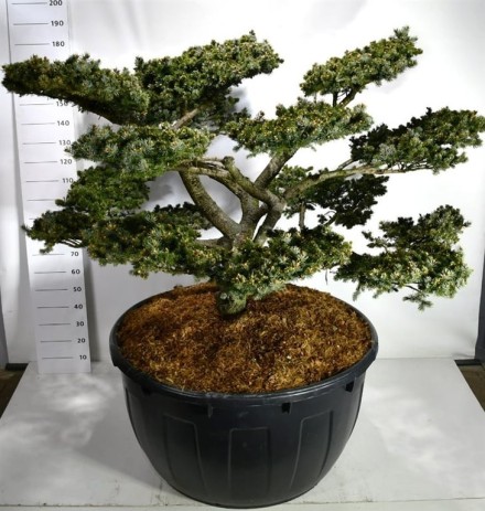 Picea pungens 'Glauca Globosa'
