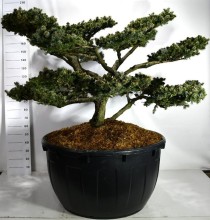 Picea pungens 'Glauca Globosa'