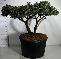 Picea pungens 'Glauca Globosa'