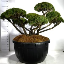 Pinus mugo 'Mughus'