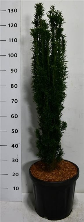 Taxus b. 'Fastigiata Robusta'