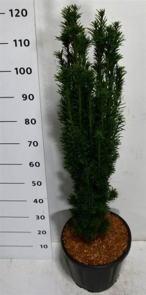 Taxus b. 'Fastigiata Robusta'
