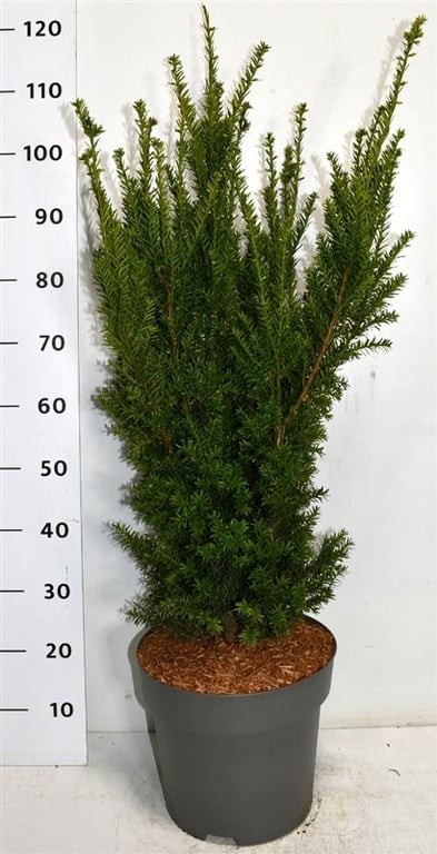 Taxus media 'Hillii'