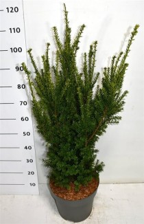 Taxus media 'Hillii'
