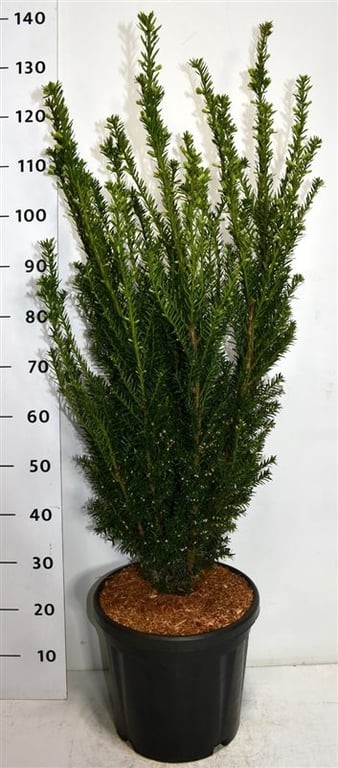 Taxus media 'Hillii'