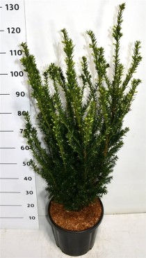Taxus media 'Hillii'