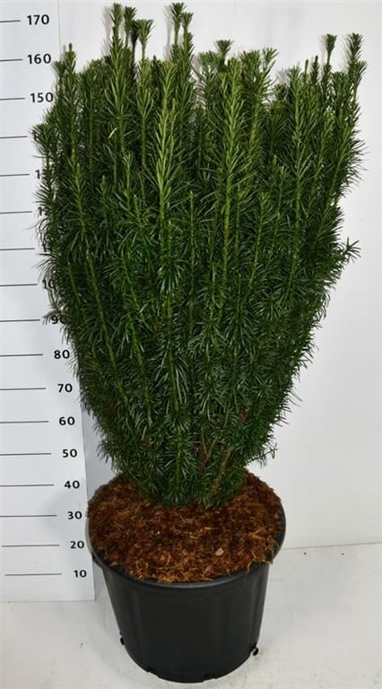 Cephalotaxus h. 'Fastigiata'