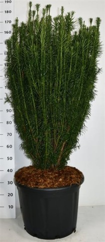 Cephalotaxus h. 'Fastigiata'