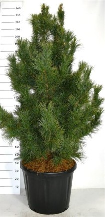 Pinus cembra 'Glauca'