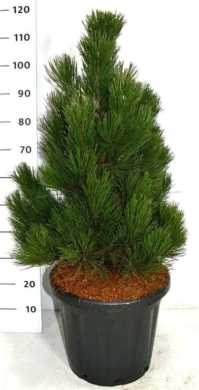 Pinus heldreichii 'Little Dracula'