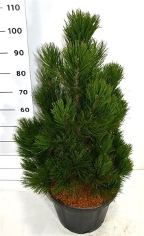 Pinus heldreichii 'Little Dracula'