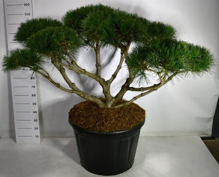 Pinus nigra 'Marie Bregeon'