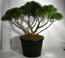 Pinus nigra 'Marie Bregeon'
