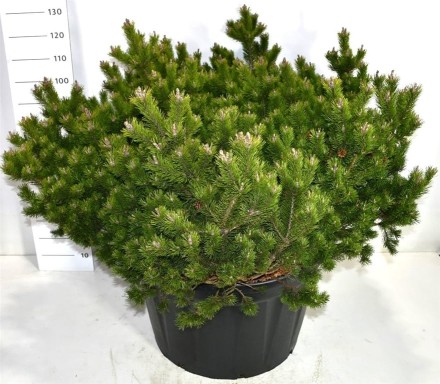 Pinus mugo 'Klosters Grun'