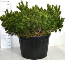 Pinus mugo 'Klosters Grun'