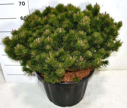 Pinus mugo 'Klosters Grun'