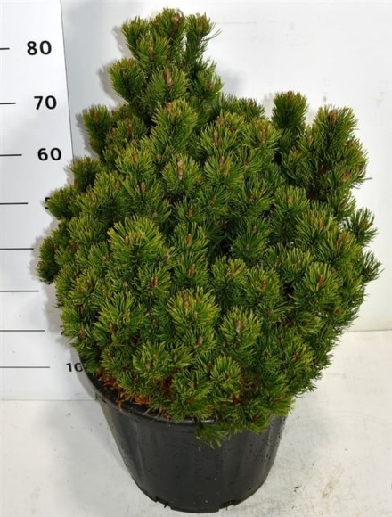 Pinus mugo 'Picobello'