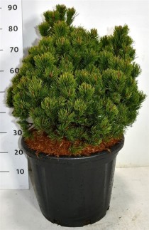 Pinus mugo 'Picobello'