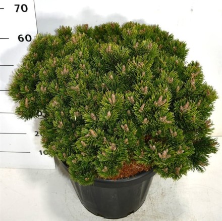 Pinus mugo 'Sherwood Compact'