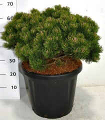 Pinus mugo 'Sherwood Compact'