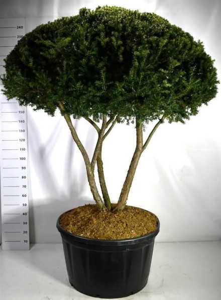Taxus cuspidata