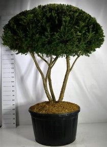 Taxus cuspidata